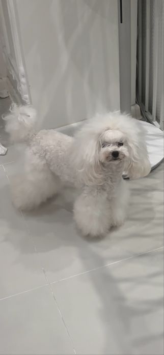 Дівчинка той пудель 5 місяців КСУ