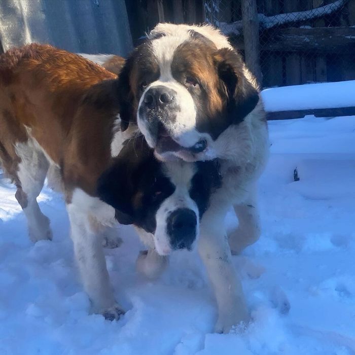 Сенбернар Одеса