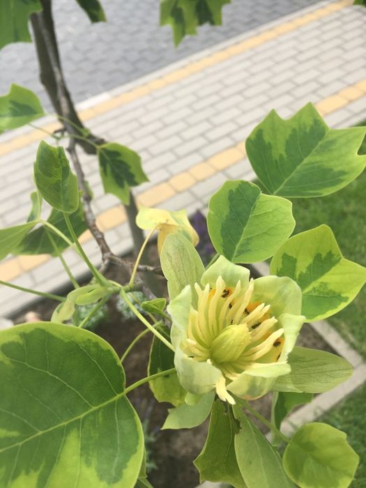 Tulipanowiec Amerykański aureomarginatum