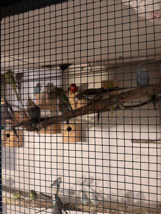 Priquitos, rolas diamante, mandarins e caturras para ceder