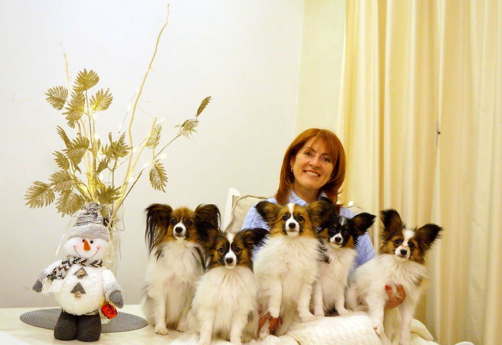 Папильон - лучщий друг для Вас и Вашей семьи!