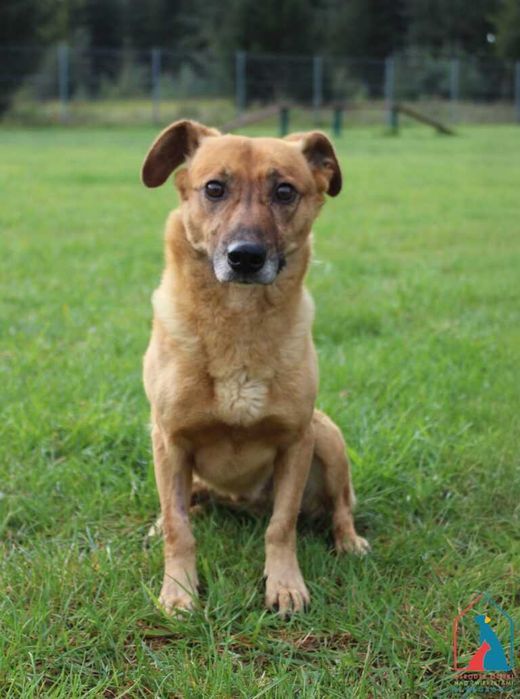 Mały, przyjazny  piesek Manto szuka domu