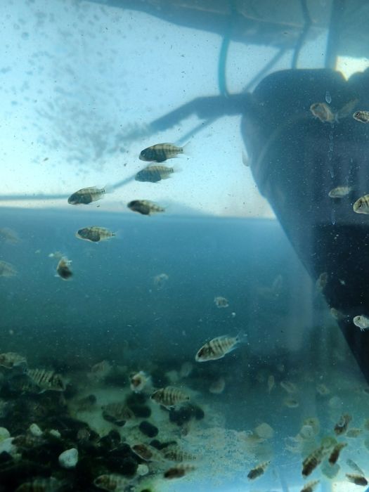 Młode pielegnice cutter