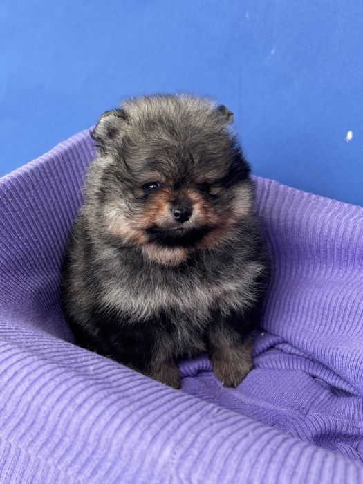 ляльковий Ведмедик шоу классу