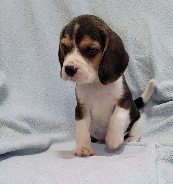 Beagle tricolor bebé