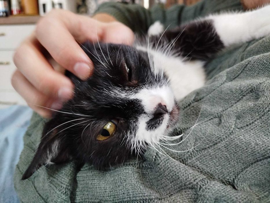 cudowna przyjazna kicia do oddania