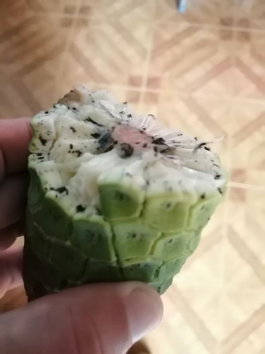 Fruto de Costela de Adão - ananás banana