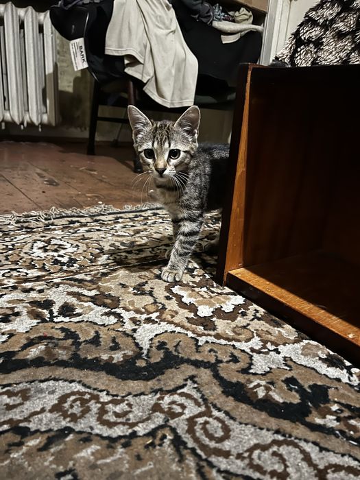 Кастрований хлопчик шукає сімʼю