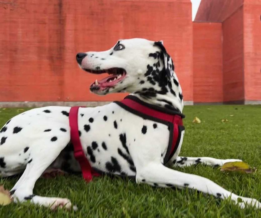 Treino Canino Profissional VERUS K9