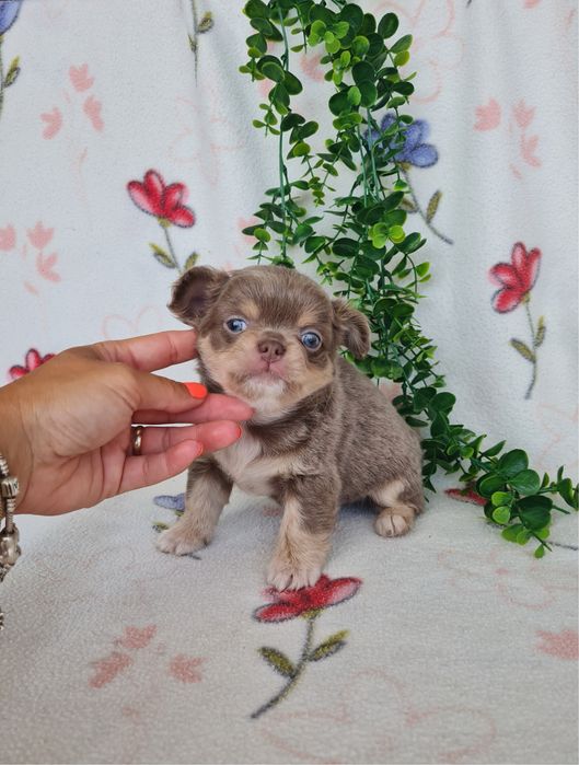 Excelente mini lilac tan menino pelo comprido Chihuahua/Chiuaua de Qualidade, Linhagem Russa