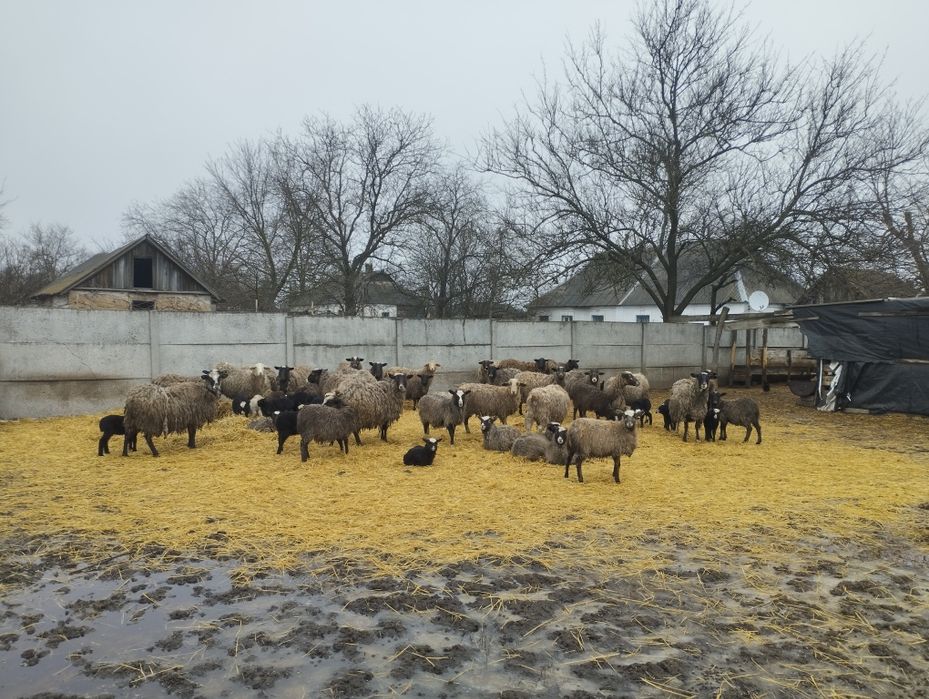 Продам баранів..