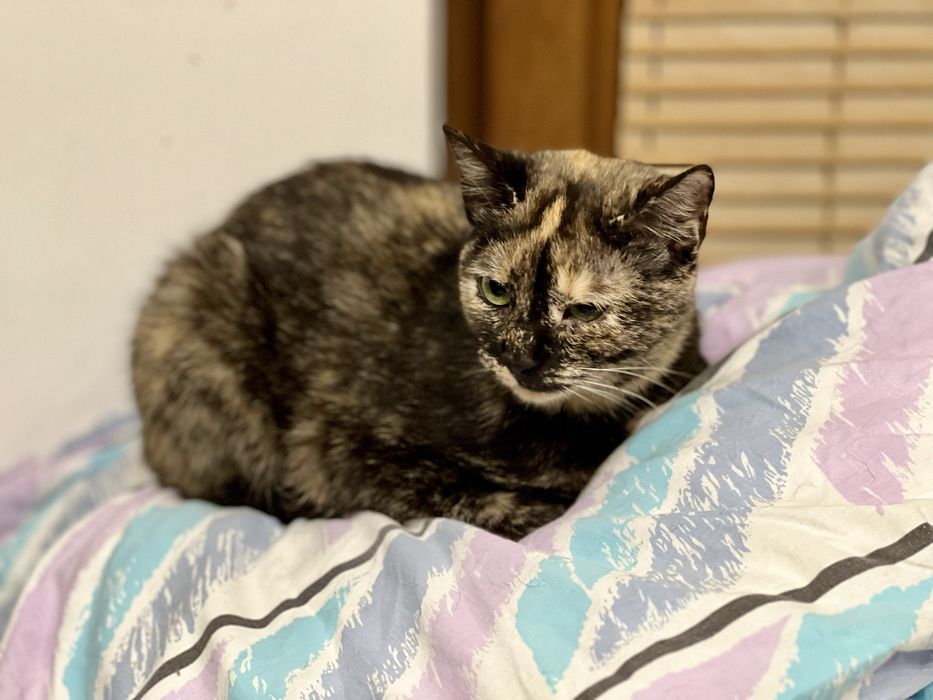 Lira, 8-miesięczna kotka, czeka na serce, które ją pokocha.