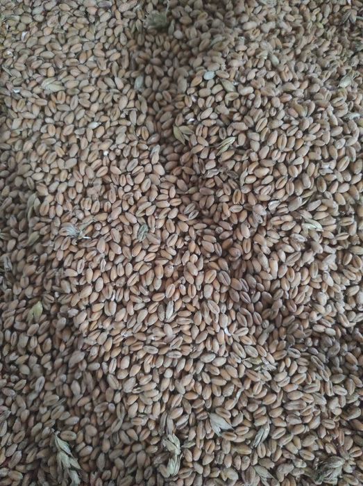 Pszenica, zboże, pasza