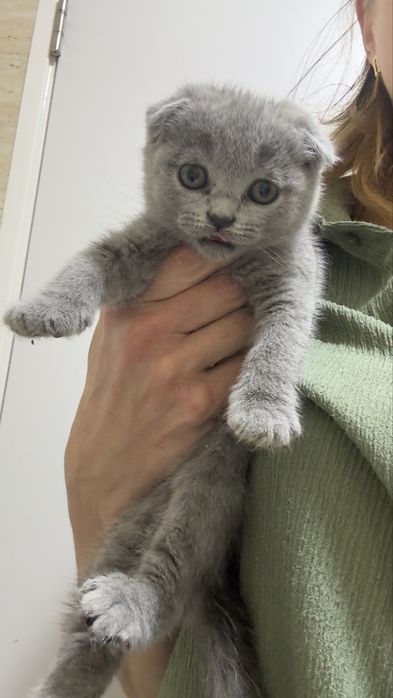 Scottish fold com 2 meses