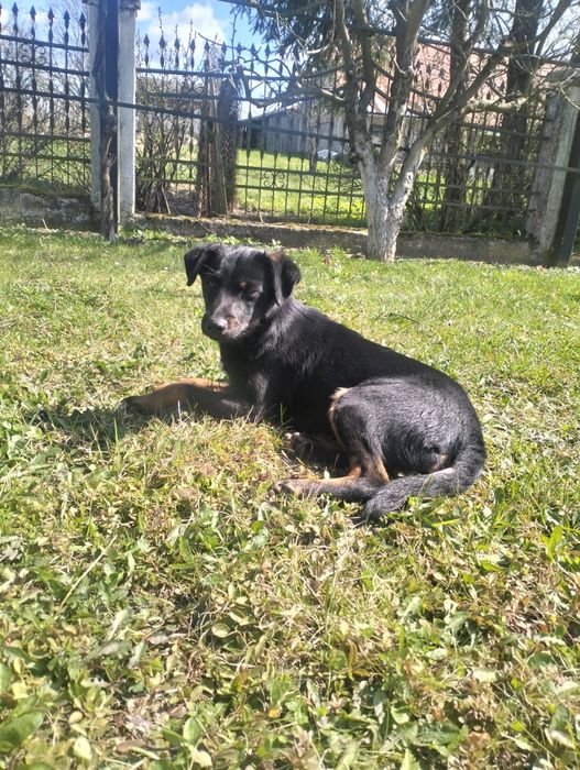 Oddam pieska w dobre ręce