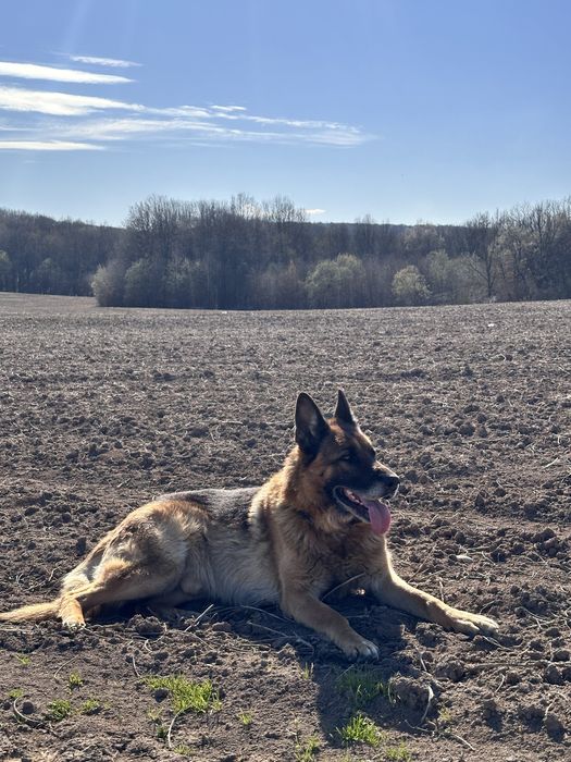 Вʼязка (злучка) з німецьким вівчарем (німецькою вівчаркою)