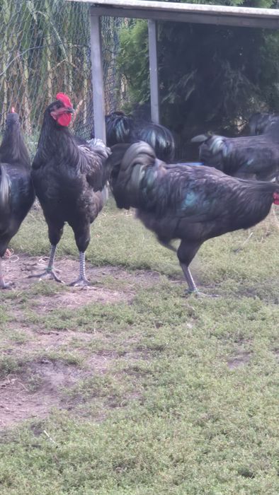 Sprzedam piekne koguty australorp