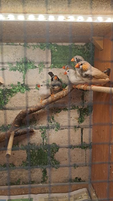 Zeberki Mewki japońskie.