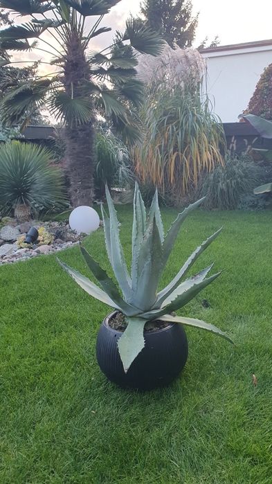 Juka Amerykańska Yucca Americana