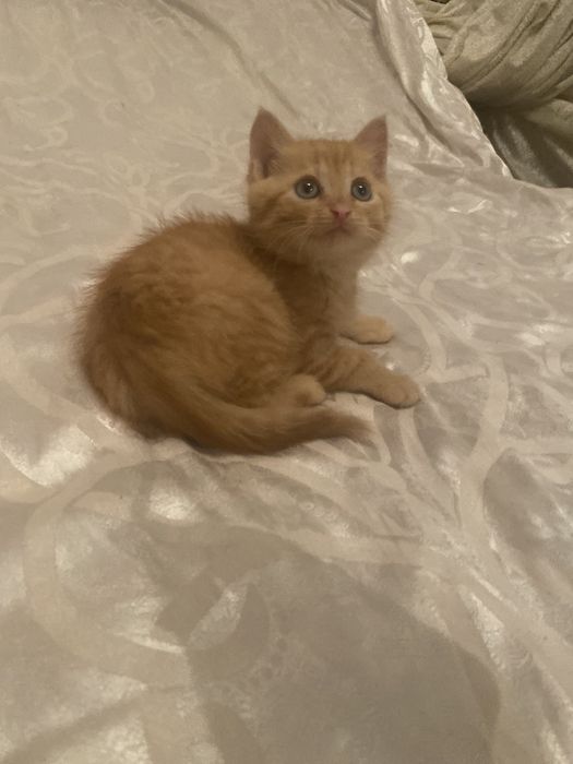 Спешите приобрести чудо