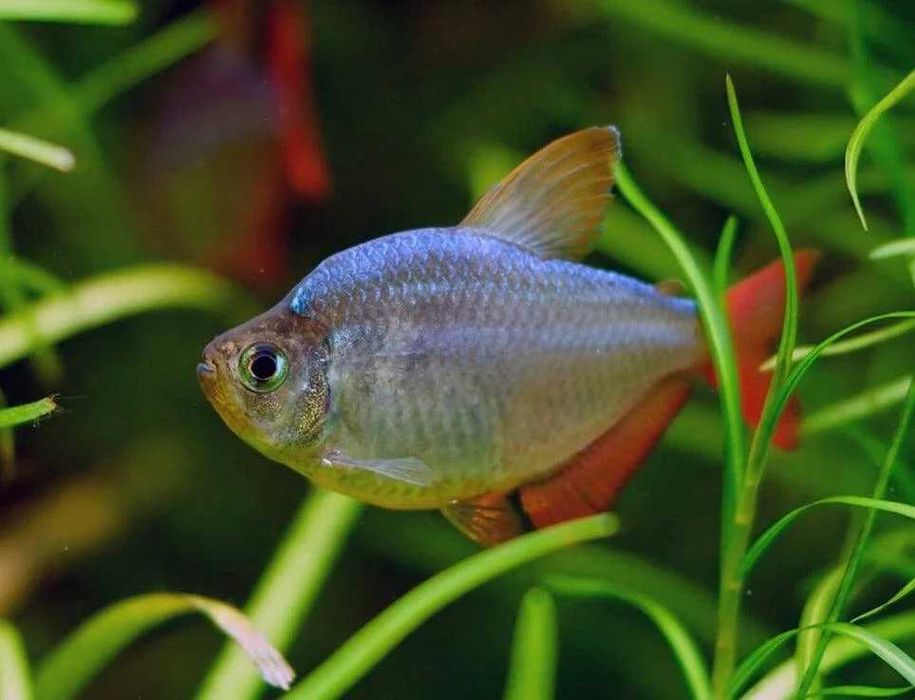 tetras serpae e outros
