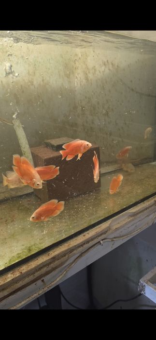 Vendo oscares ,tigre ,red bronze, tigre albino ,red chili