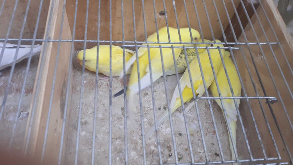 Vendo lote de 11 periquitos