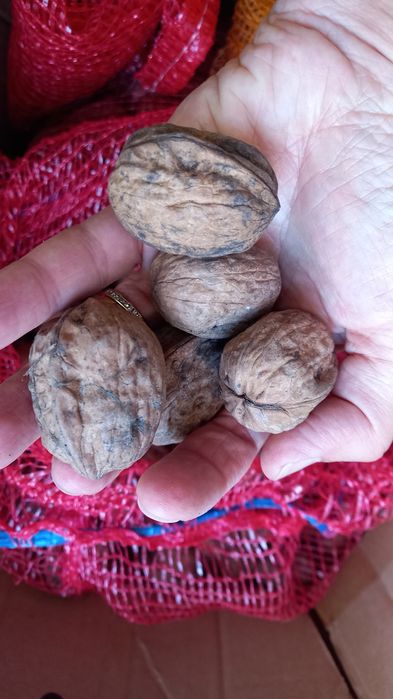 Nozes variedade franquete