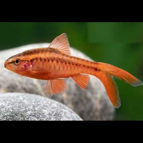 Barbo Cereja "Long Fin"