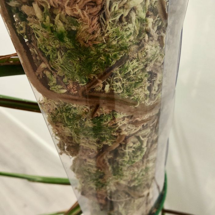 Monstera Albo Variegata XXL – 195cm | Planta Rara e Estável