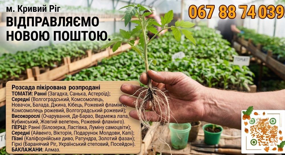Розсада помідорів, перцю, баклажанів, капусти. Пікірована