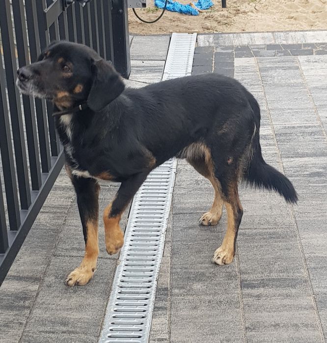 Znaleziono psa, Przedzeń, Gmina Ceków-Kolonia