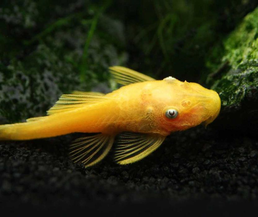 Glonojad - Zbrojnik - L144 - Ancistrus sp. - dowóz, wysyłka