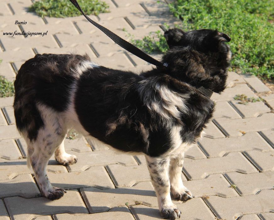 Bunio wspaniały senior
