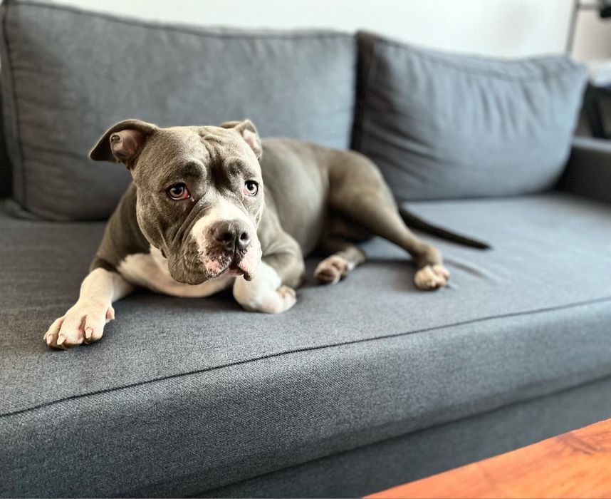 Spokojna sunia rasy Amstaff szuka domku