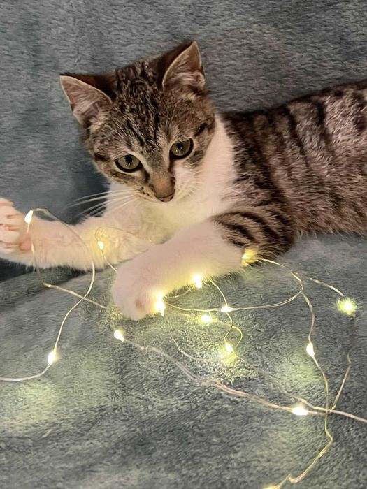 Mikuś szuka domu na zawsze