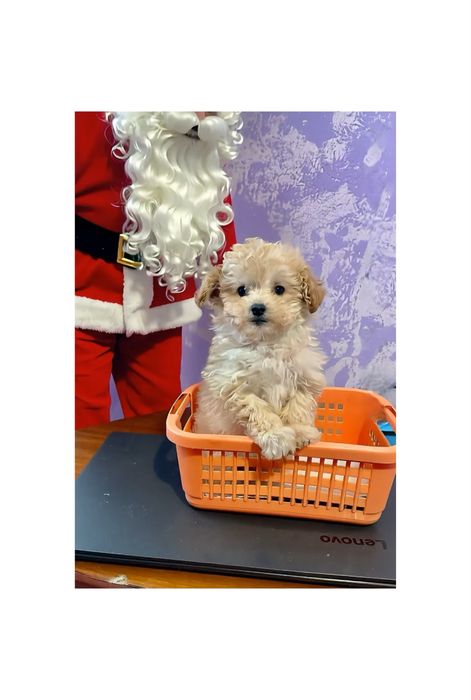 Той пудель Дівчинка кремова