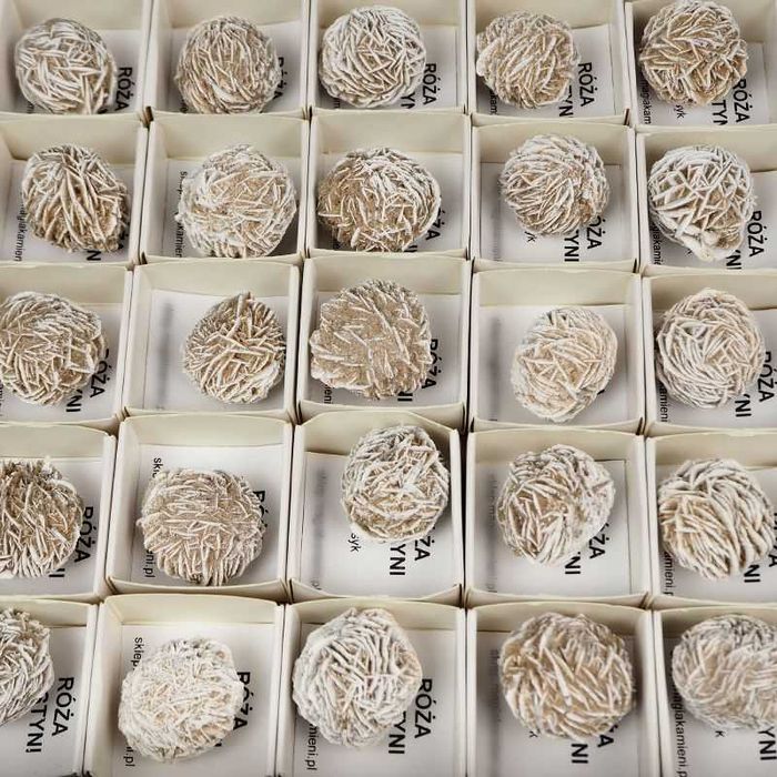 RÓŻA PUSTYNI 25-30 mm – Meksyk – w pudełku