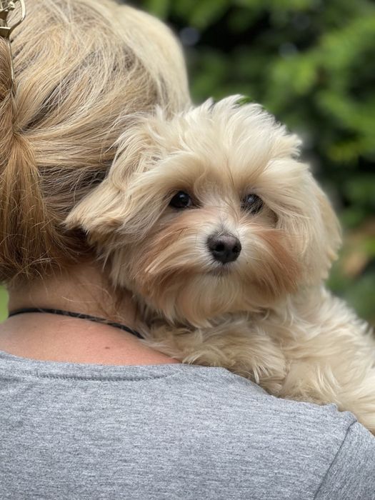 Мальтипу | Maltipoo