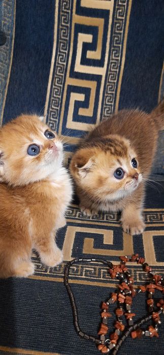 Шотландские котята золотые и серебристые шиншиллы
