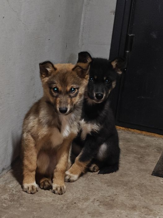 Віддам файних дівчаток