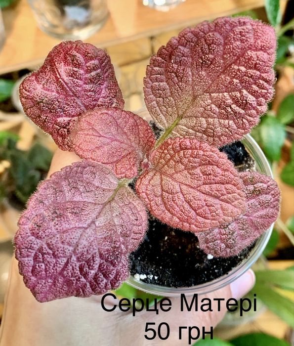 Епісція зрізи та дорослі