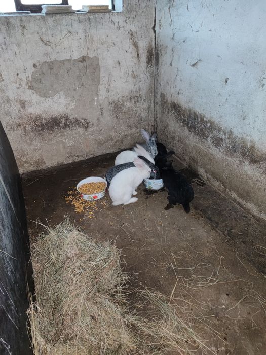 Sprzedam młode króliki