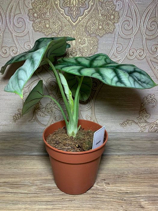 Алоказія Дракон Скайл