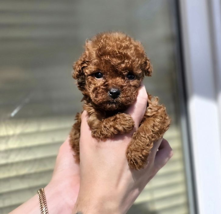 Той пуделя девочки