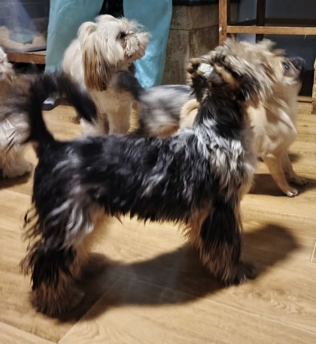 Хлопчики мерльові йоркширські терьери .5,5 міс