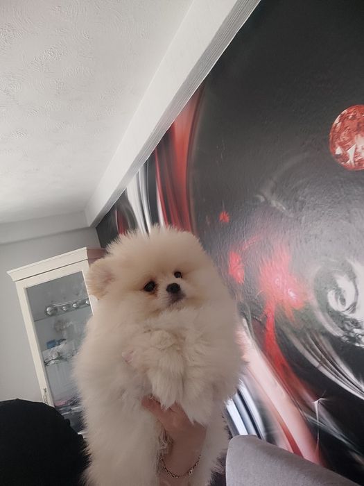 Pomeranian typ misia piesek