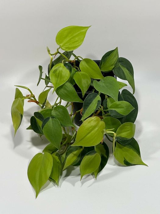 Филодендрон Сканденс Бразил / Philodendron Scandens Brasil