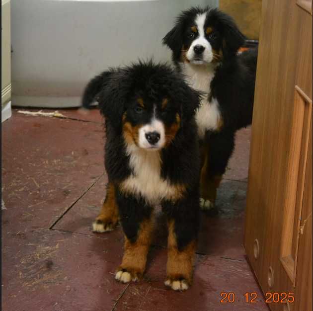 berneński pies pasterski piesek szczeniak szczenię berneńczyk rodowód