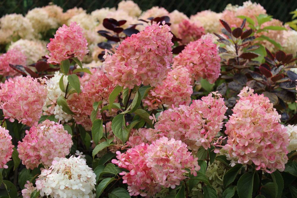 Hortensja Vanilla Fraise na pniu